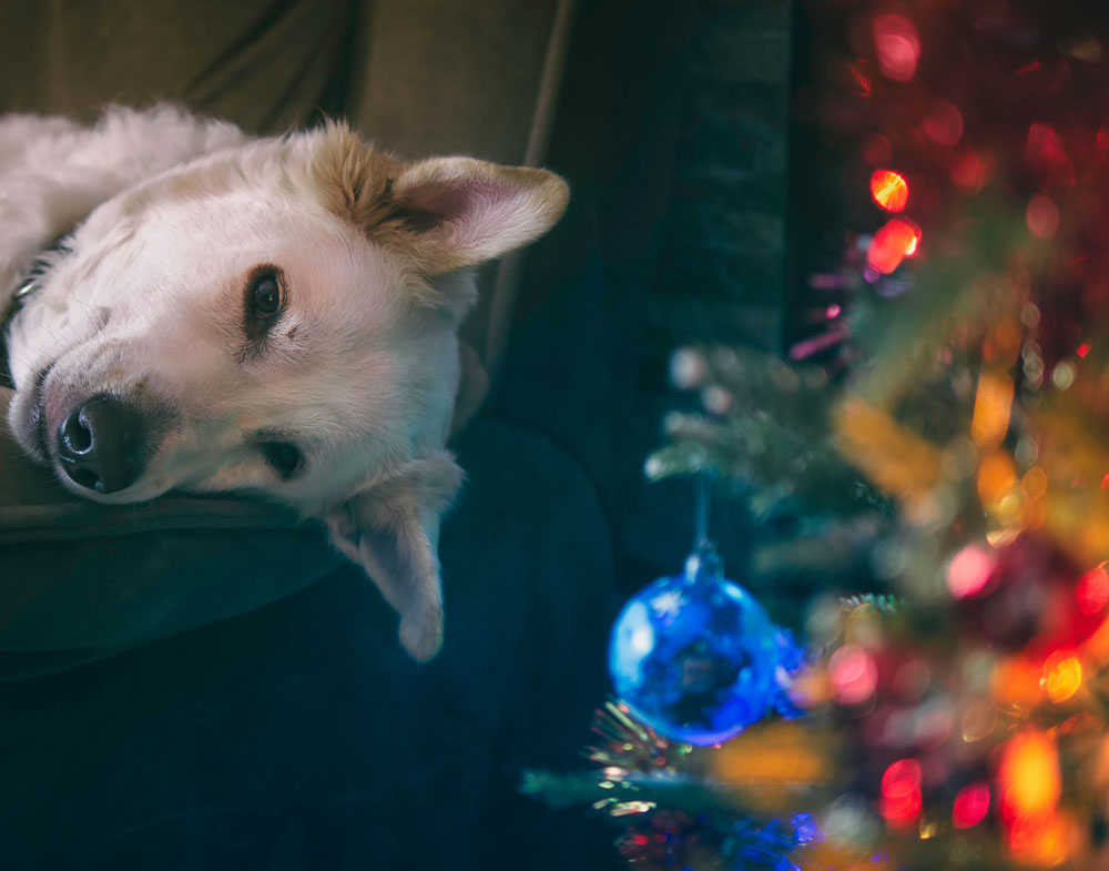 navidad-segura-para-tus-mascotas