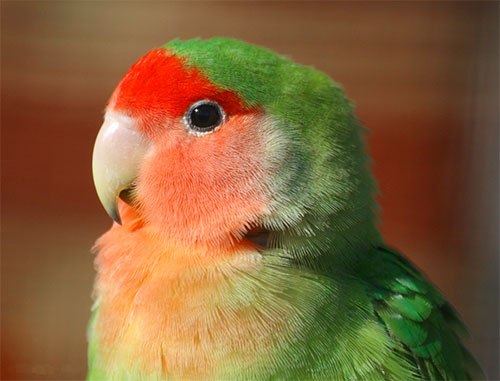 agaporoni