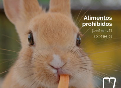 ALIMENTOS PROHIBIDOS PARA UN CONEJO