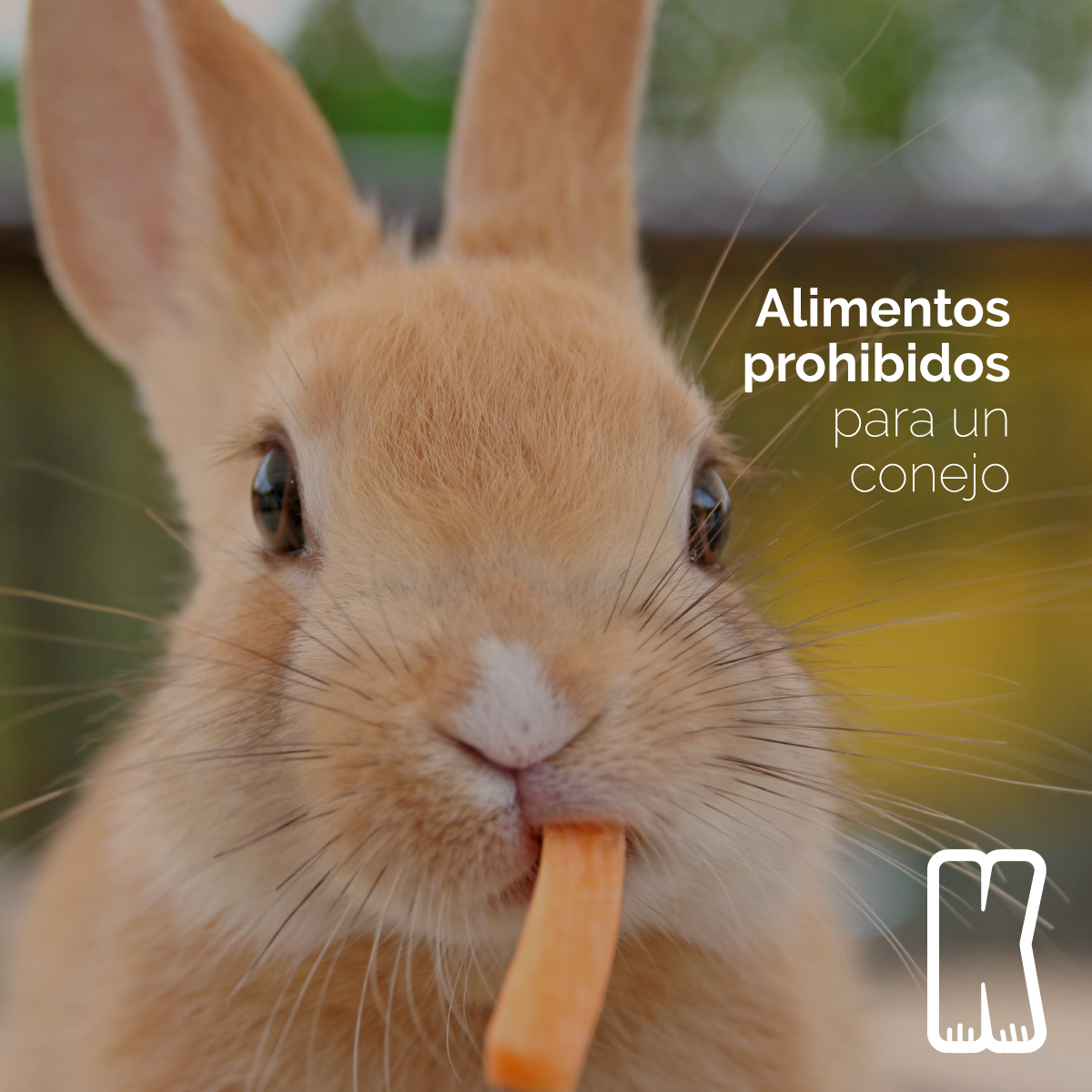 ALIMENTOS PROHIBIDOS PARA UN CONEJO